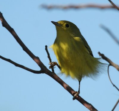 Yellow Warbler