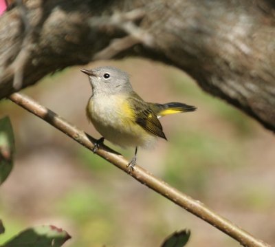 American Redstart