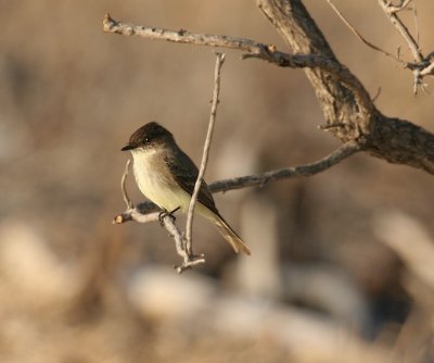 Eastern Phoebe