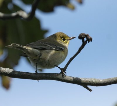 Pine Warbler