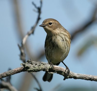 Yellow-rumped Warbler