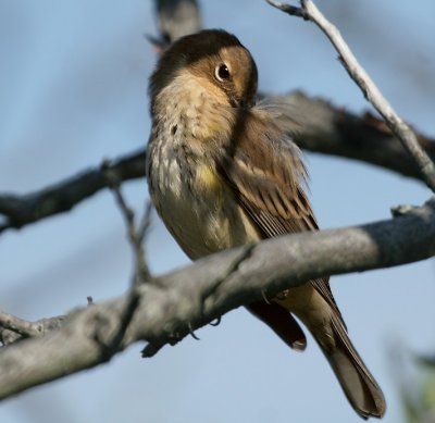 Yellow-rumped Warbler