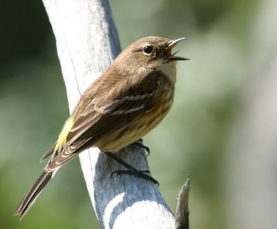 Yellow-rumped Warbler