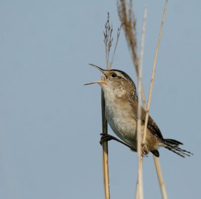 Marsh Wren