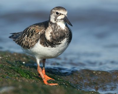 Ruddy Turnstone