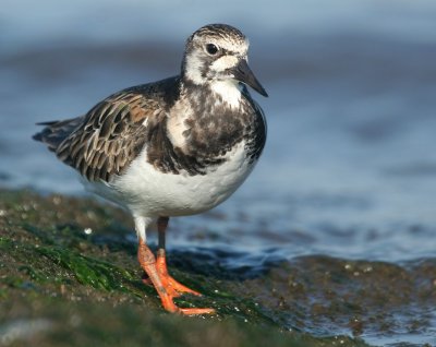 Ruddy Turnstone 