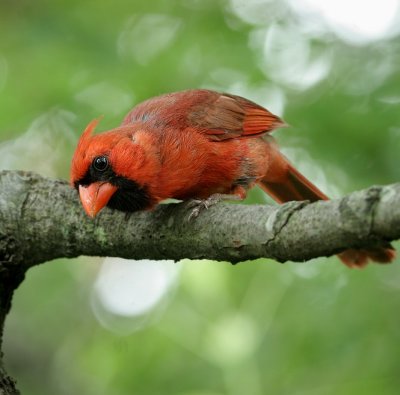 Northern Cardinal