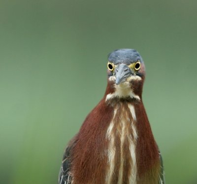 Green Heron