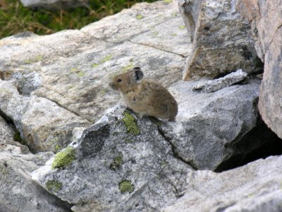 Pika d'Amrique