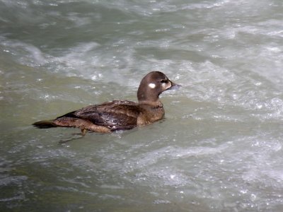 Plongeon arlequin