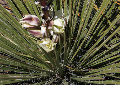 A yucca plant in Grand Canyon National Park