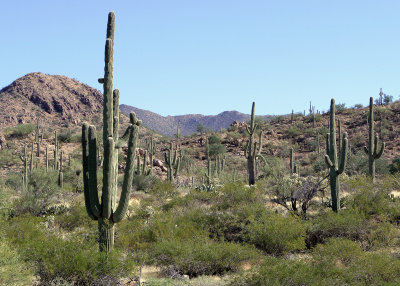 Saguaro National Park and Tucson, Arizona