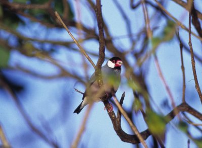 bird in Malaysia