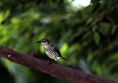 bird in Borneo 3