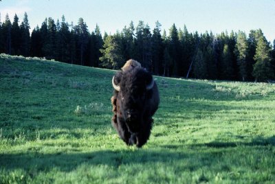 Bison in Yellowstone