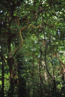 Snakes in the Trees