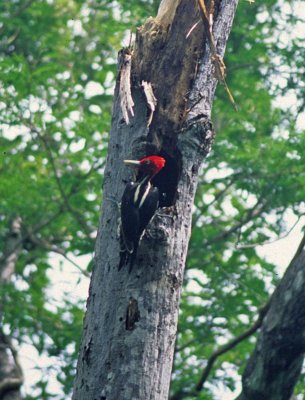 Lineated Woodpecker