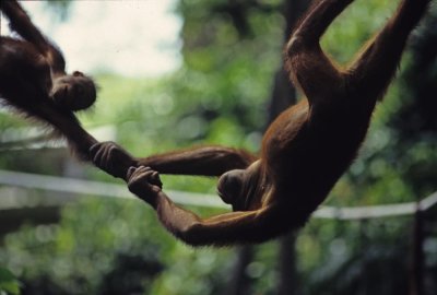 Orangutans - Borneo