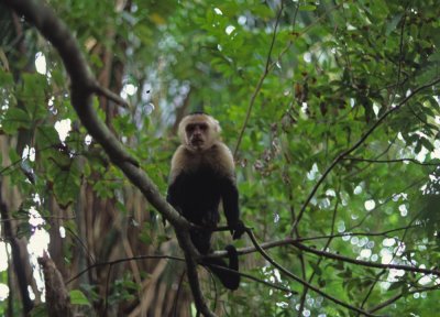 White-faced Monkey - Costa Rica