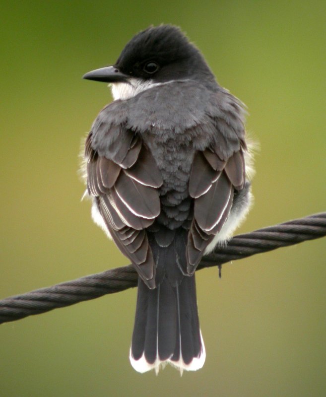 Eastern Kingbird