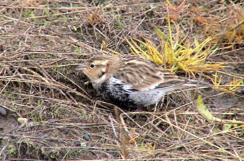 Chestnut-collared Longspur