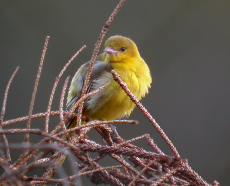 Orchard Oriole