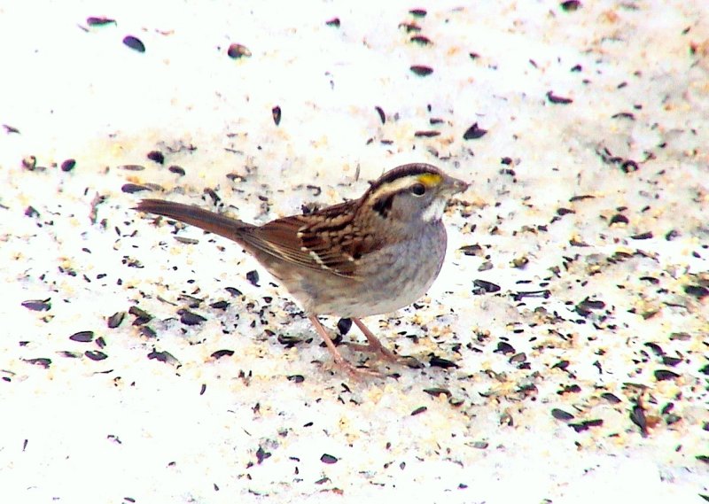 White-throated Sparrow