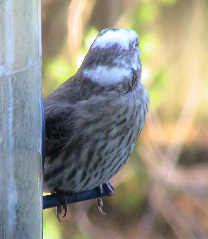 House Finch