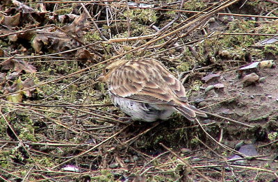 Chestnut-collared Longspur