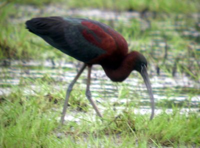 Glossy Ibis