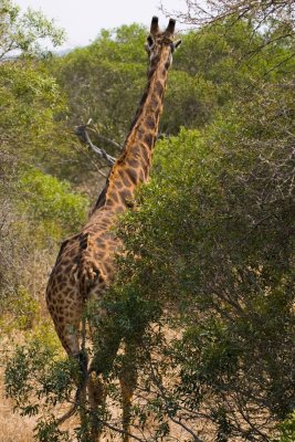 Kruger National Park, South Africa