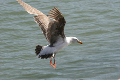 Fishman Wharf