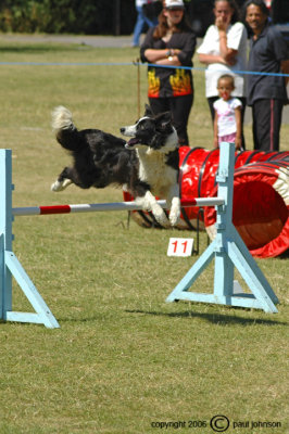 Dog Agility