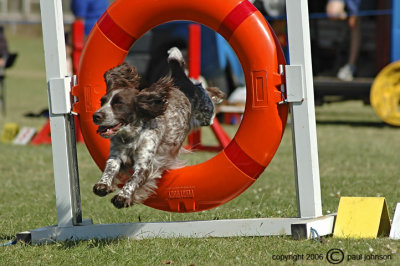 Dog Agility