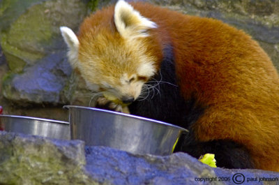 Bristol Zoo