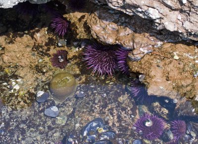  Urchins - North Coast