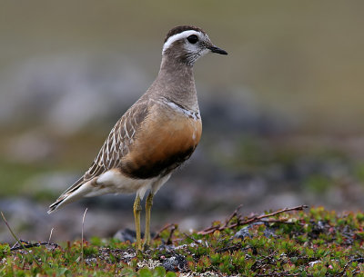 Fjllpipare - Dotterel (Charadrius morinellus)