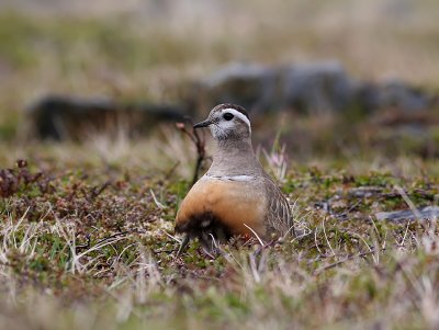 Fjllpipare - Dotterel (Charadrius morinellus)jpg