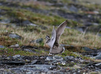 Fjllpipare - Dotterel (Charadrius morinellus)