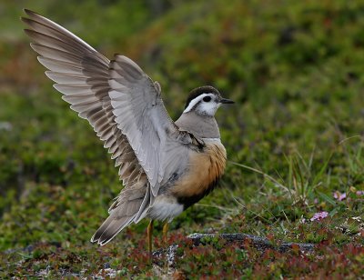 Fjllpipare - Dotterel (Charadrius morinellus)