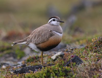 Fjllpipare - Dotterel (Charadrius morinellus)