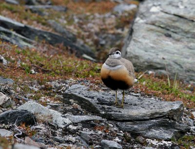 Fjllpipare - Dotterel (Charadrius morinellus)