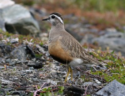 Fjllpipare - Dotterel (Charadrius morinellus)