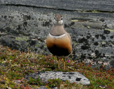 Fjllpipare - Dotterel (Charadrius morinellus)