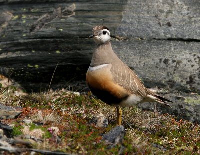 Fjllpipare - Dotterel (Charadrius morinellus)