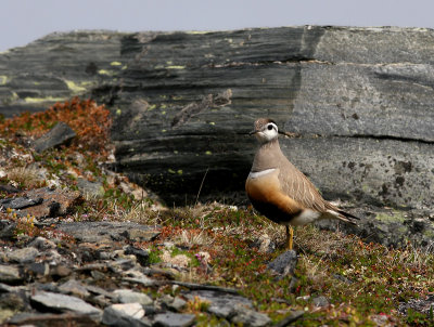 Fjllpipare - Dotterel (Charadrius morinellus)