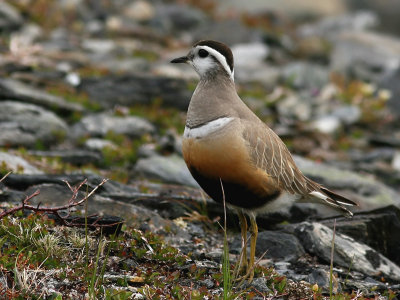 Fjllpipare - Dotterel (Charadrius morinellus)