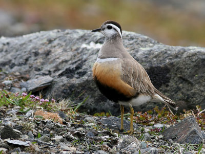 Fjllpipare - Dotterel (Charadrius morinellus)