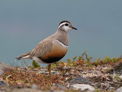 Fjllpipare - Dotterel (Charadrius morinellus)