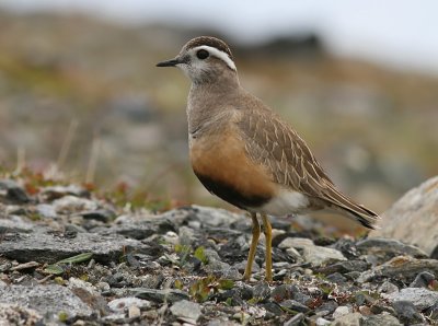 Fjllpipare - Dotterel (Charadrius morinellus)